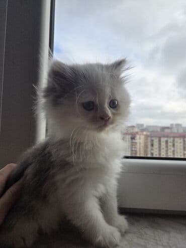 Kasalar: Məhsul: Scottish Təsvir: - Şəkillərdə gördüyünüz çox şirin pişik — 5