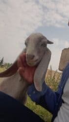 Qatıq: Keci sudu satilir.Qiymeti 3 manat.catdirilma var(odeniwli)!!Baki wheri — 5