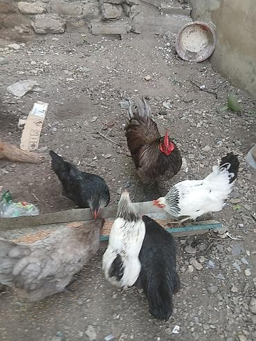 bars bit dermani: Toyuq, Damazlıq — 1