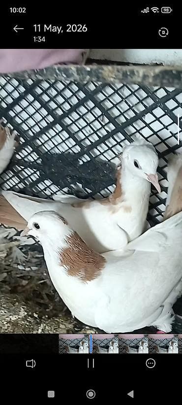 goyərcin yuvası: 3 eded hazır ucurtmali hallardır 2 destdir 1 nin quyrugunda 3 sarısi — 9