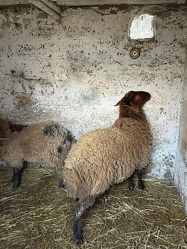 Digər heyvanlar: Qoyunlar ərkər toğlu — 1