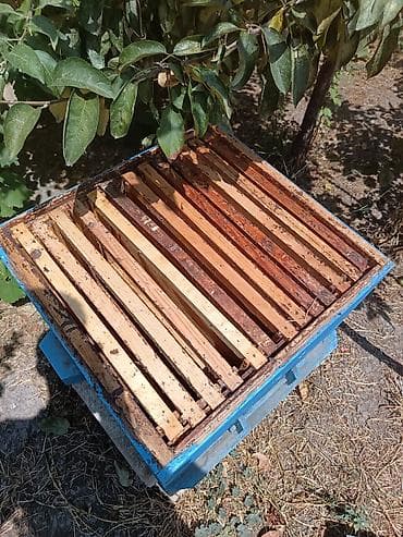 heyvan oyuncaqlari: Arıçılıq üçün taxta pətək korpusları - Material: qalın taxta — 8