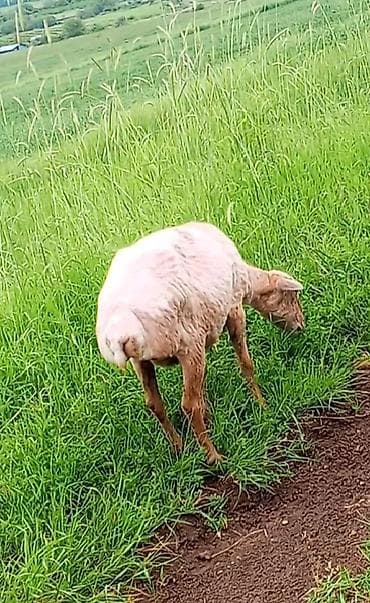 Dişi, il: 5, Damazlıq, Ünvandan götürmə, Rayonlara çatdırılma