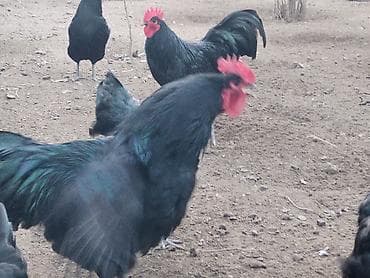 tap az quşlar: Salam. Temiz qan (mayali) avstralop yumurtasi satilir. Bu sortu — 5