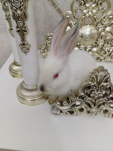 ev dovşan: Ağ rəngli dekorativ dovşan Erkey dovşandi sortu cinsdi qırmızı gözlü — 3