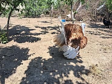 dele satisi: Dişi, Kanada, Damazlıq, Rayonlara çatdırılma — 1