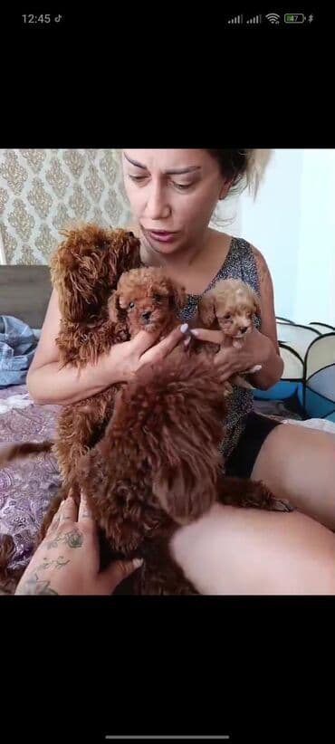 toy budel: Pudel, 3 ay, Erkek, Peyvəndli, Ünvandan götürmə — 19