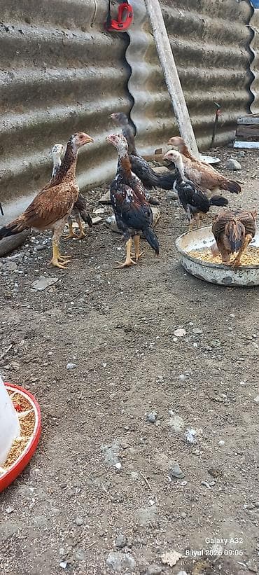 barter toyug: Təmiz qan daş pipik və badam pipik heyratı fərə və beçələr.Unvan — 5