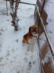 собака бу купить: 2 il, Erkek — 1