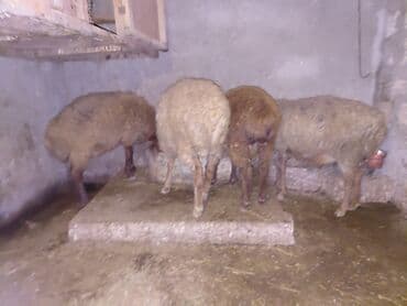 Gəmiricilər: Ana bala bala 3ay disidir. agzinda disi var qoyunun dis atib 2.3dene — 1