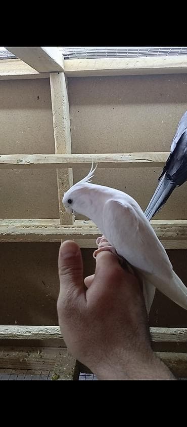 Albinos erkek korella 1 yaş 4 ay təmiz əl quşu. qətiyyən əldən qorxmur