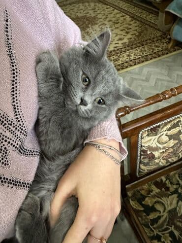 sotlant pisiyi: Boz tüklü, uzun tüklü ev pişiyi - Rəng: tünd boz (monoxrom), yumşaq və — 6