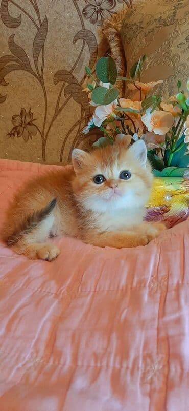 qold pişik: Britan, Dişi — 2