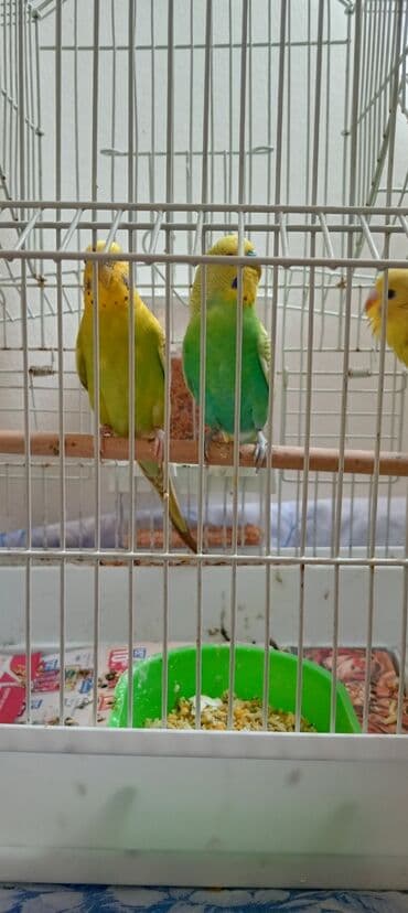 Akvarium aksessuar və ləvazimatları: Tecili satılır qefes qarsiq 3+bala ata anasi istiyen watssapda — 1