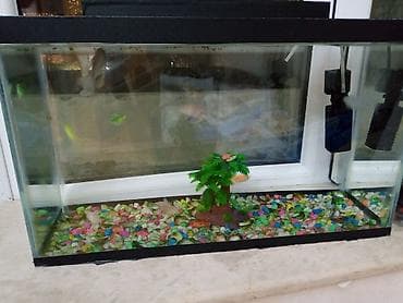 akvarım: Akvaryum dəsti – şüşə korpuslu, qapaqlı Xüsusiyyətlər: - Düzbucaqlı — 7