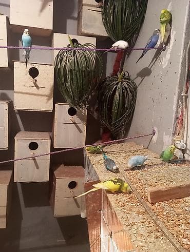 Biri 10 manat 3 ayliq balalar 10 dene var Unvan Bileceri - Rəng