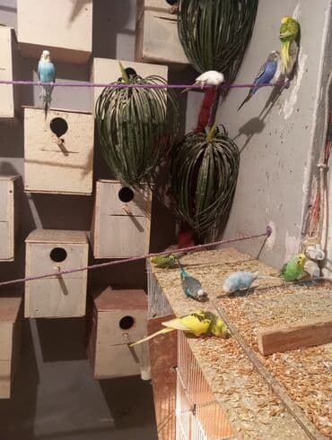 ayliq 10 azn internet: Biri 9 manat Rengbereng papuqaylar — 1