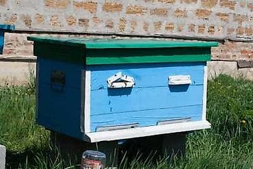 simmental inək cinsi: AĞSU Şəhərində Təcili Satilir Arı qutuları və Arı Ləvazimatları — 5