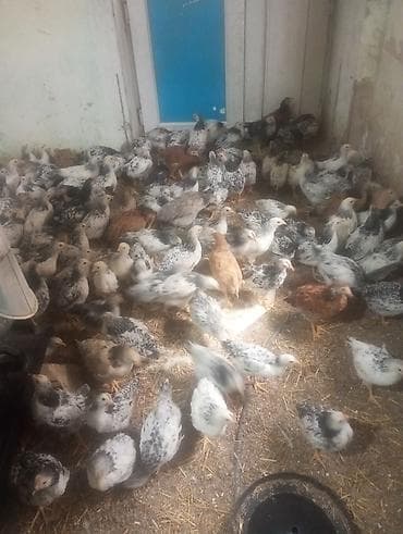 balaca cücə: Toyuq cücələri, Ətlik — 2