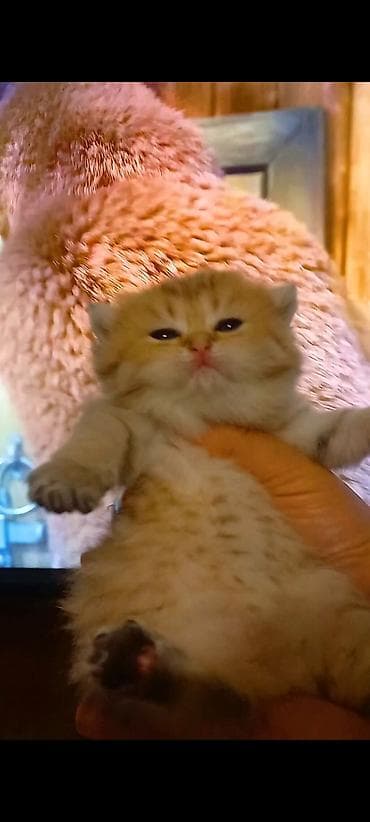 keçi: Britan, Erkək, Yaxşı əllərə, Ünvandan götürmə — 4