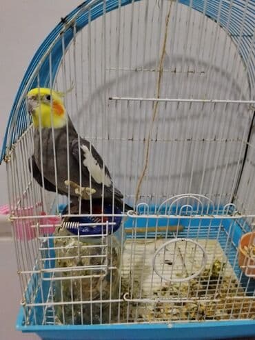 Korella qusudu xaricə gedirəm deyə satıram — 1