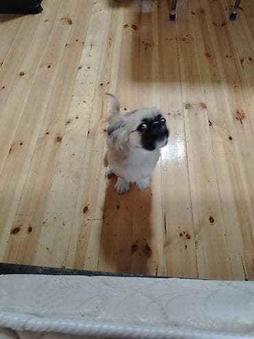 bala pişik adları: Pekines, 4 ay, Erkek — 5