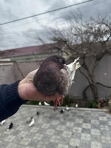 soltan quşu: Əbrəş ağ quyruq erkəy:
 sağlam quşdu cavan heyvandı — 1