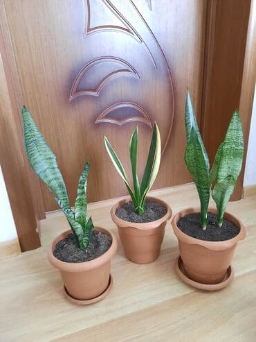 toxuma guller: Dibçək gülləri — 3