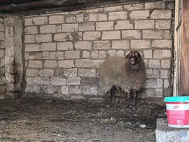 hinduşka əti: Damazli qoc bir yas yarimliq — 8