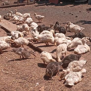 en gozel itler: Satılır: 🐥 ördək balaları 🐥 1 aylıq sağlam və aktiv ördək balaları — 6
