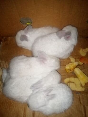 şirin dovşan şəkilləri: Temiz koligorniya dovwanlari .anasi atasi hamsi biryerde satilir.anasi — 2