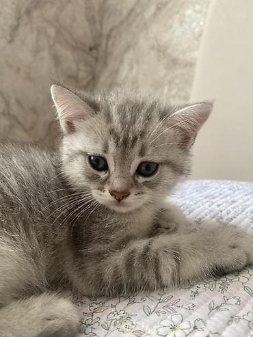 Кошки: Шиншилла, Самка — 5