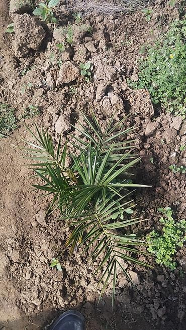 otaq bitkiləri: Xurma (xurma xurması) fidanları – istixanada yetişdirilmiş dekorativ — 2