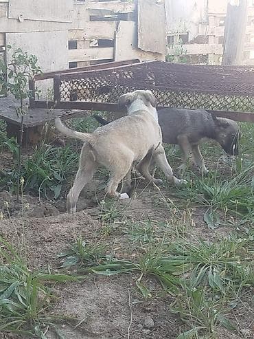 husky it: Balaca it balaları afcarkanin qarışıqi — 1
