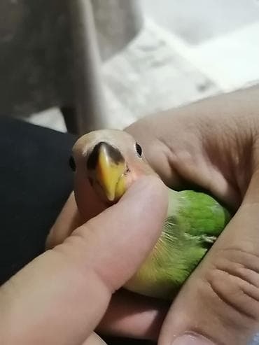 Рыбы: Ele öyrenmis disdemir — 2