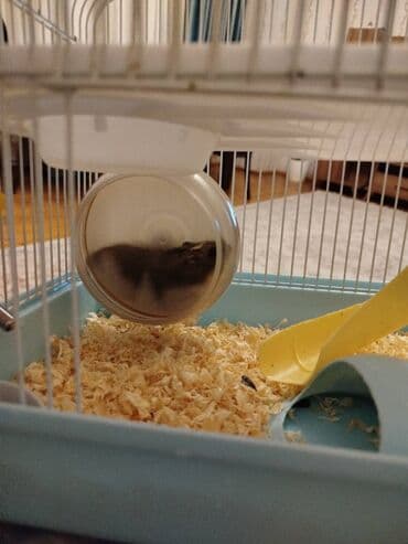 Akvariumlar: Xomyak+qefes — 1