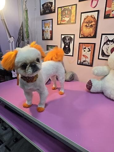 Peekines ve pomerian qarisigi disi cutlesdirilir erkek lazimdi