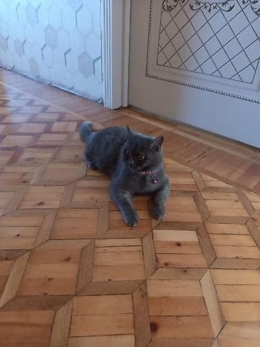 Heyvanlar üçün mallar: Britan, Dişi, Pulsuz çatdırılma — 1