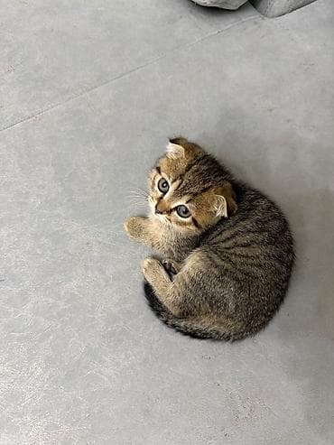 İtlər: Şotland — 6