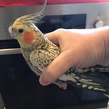 Cutu 80 m, real aliciyla razilashmaq olar, tek tekde satilir, ag