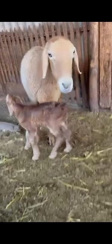 heyvan evleri: Saxlama üçün ana qoyun balası ilə birlikdə - Növ: Ev qoyunu (ana — 7