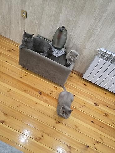 lalafo pisikler: Britan, Erkək, Cütləşmə üçün — 3