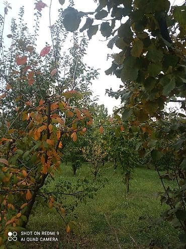 çilədağı bitkisi hardan almaq olar: Meyvə bağı – müxtəlif növ ağaclarla əkilmiş torpaq sahəsi Təsvir: - — 2
