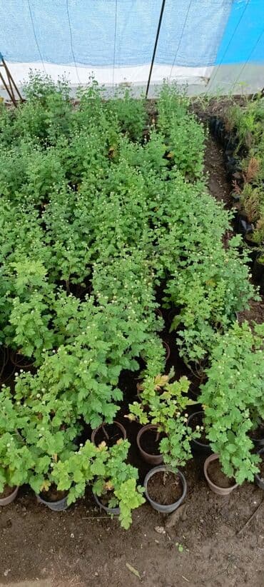 bitki satışı: Satışda dekorativ saksı bitkiləri – bağ və interyer üçün. - Euphorbia — 10