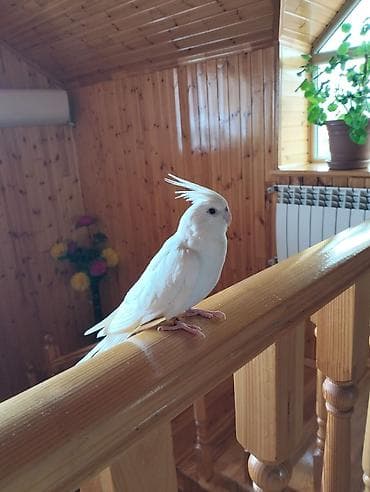 quş xana: Ağ rəngli nimfa papuqayı (Cockatiel) – nadir albino tipli, dekorativ — 3