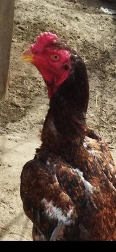 tap az qusar heyvanlar: Atası orginal toyuq tük anası saribelerdəndi apreldə çıxıb fərədi — 4