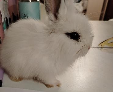 Hollant mini lop,tam sağlamdı,ev şəraitində saxlanılıb,vp:051 927 25