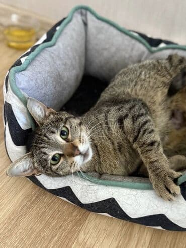 pisiye verilen adlar: Dişi, Yaxşı əllərə, Ünvandan götürmə — 4