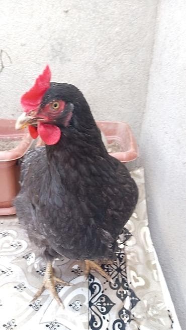 cins inekler azerbaycanda: Toyuq, Australorp, Yumurtalıq, Ünvandan götürmə — 4