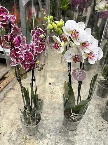 bit bazarı: Сüt çubuq orxideyalar satışda. Vatsapp mövcuddur!. Çatdırılma — 10